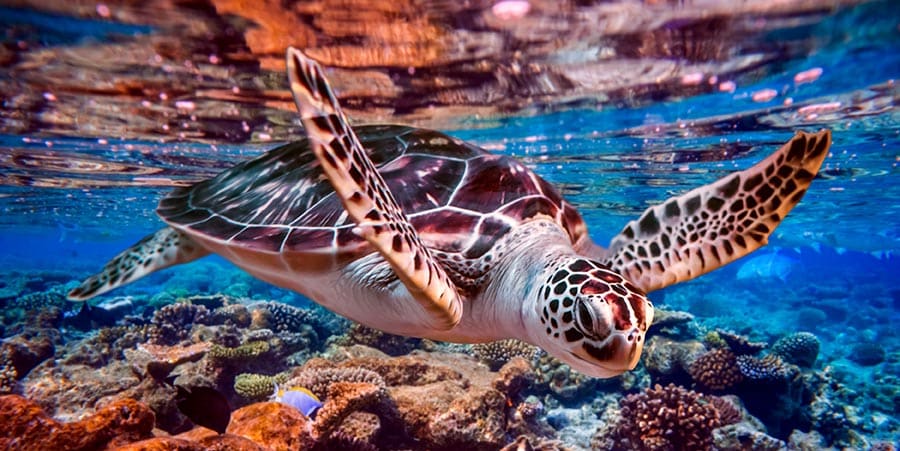 Meeresschildkröten auf den Malediven
